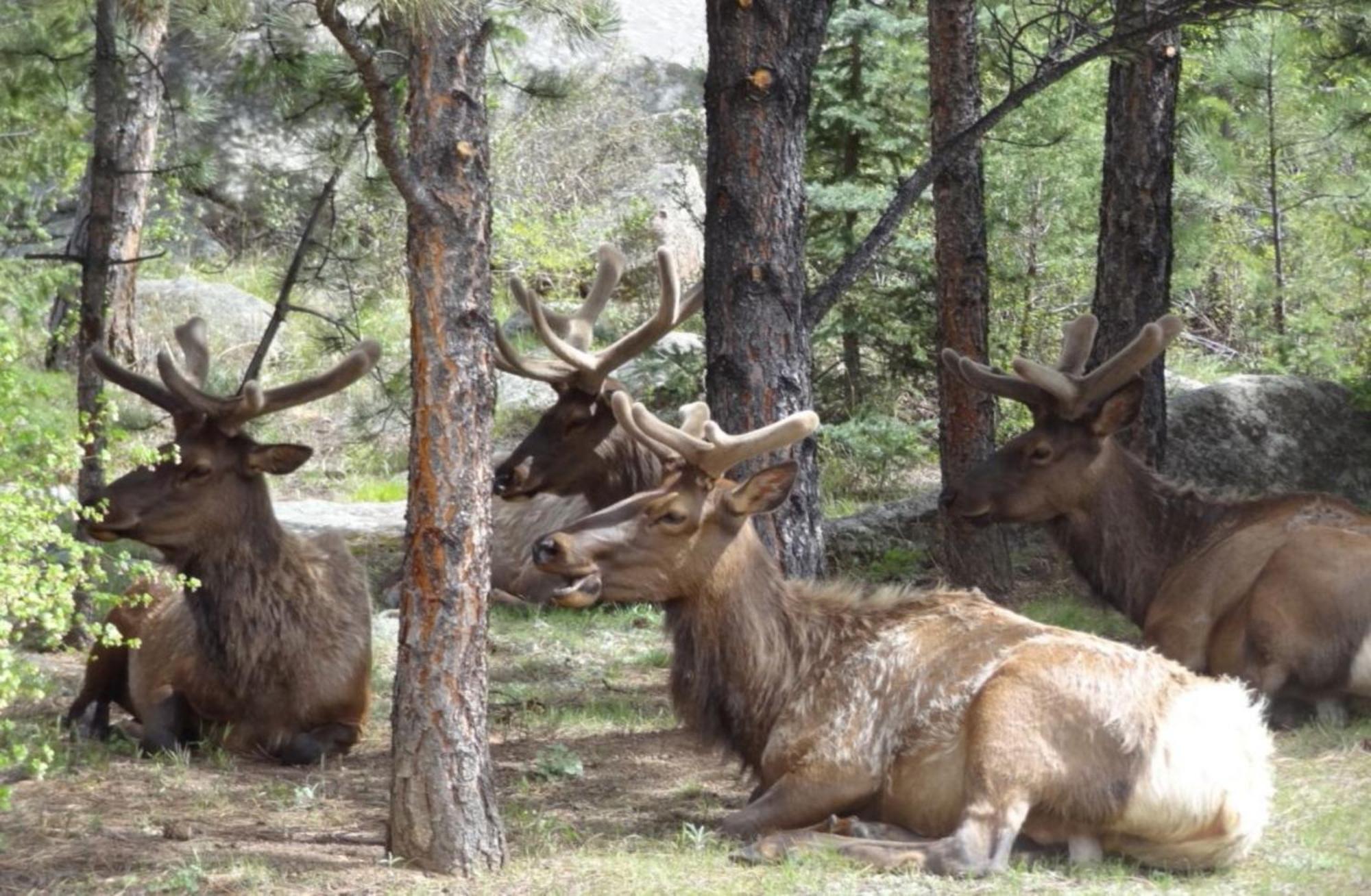 Stonebrook Resort - Adult Only Estes Park Dış mekan fotoğraf